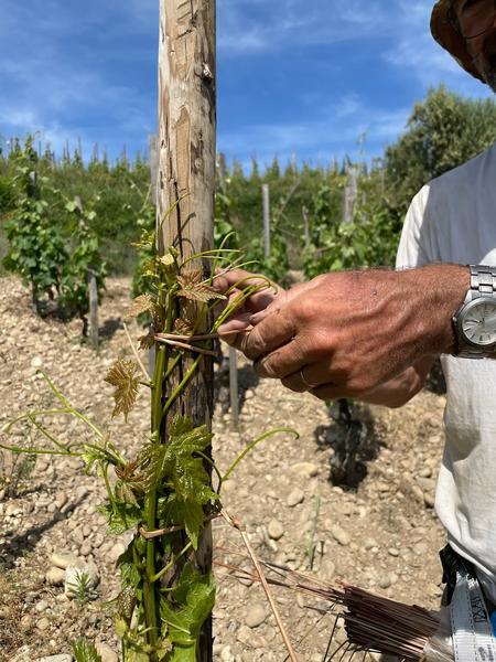 RELEVAGE DE LA VIGNE