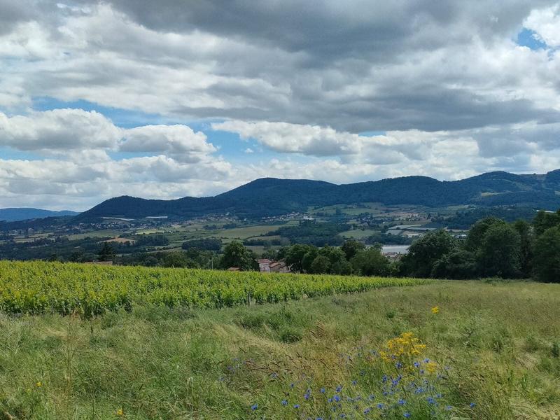 Balade oeno-découverte et dégustation en Sud Beaujolais_Sarcey