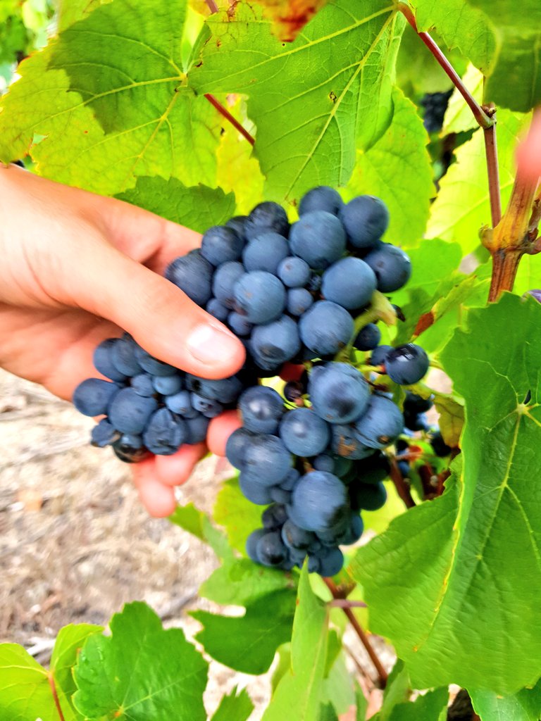 Beaujolais villages rouge