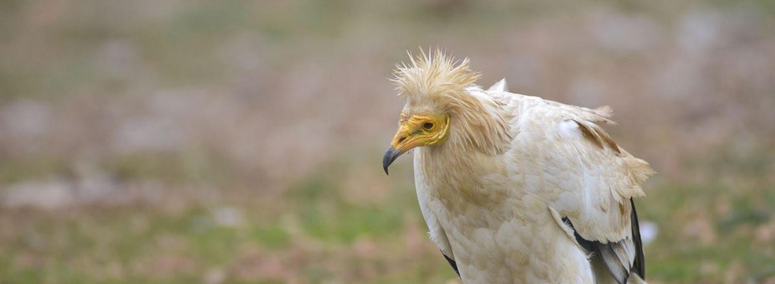 balade-ornithologique-:-le-vautour-percnoptere