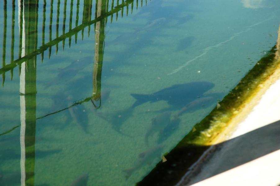 Courtenay - Balcons du Dauphiné - Nord-Isère - à moins d'une heure de Lyon