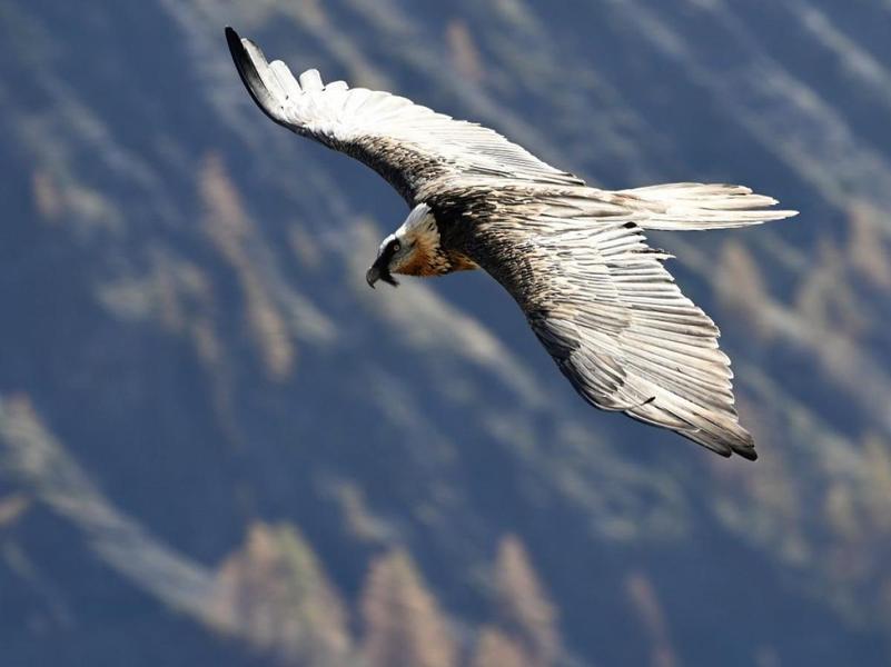 - © Parc national des Ecrins - © Parc national des Ecrins