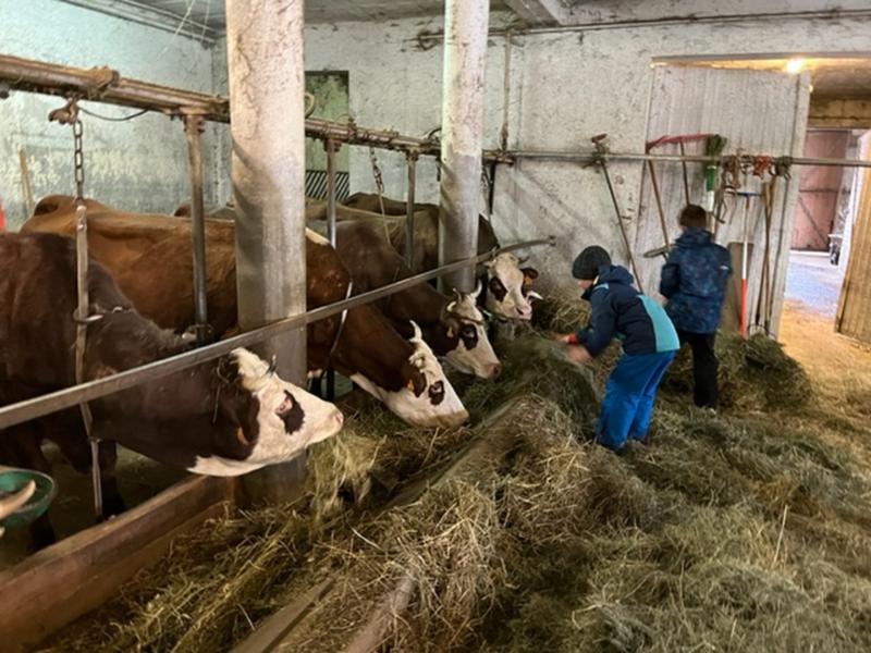 Traite des vaches