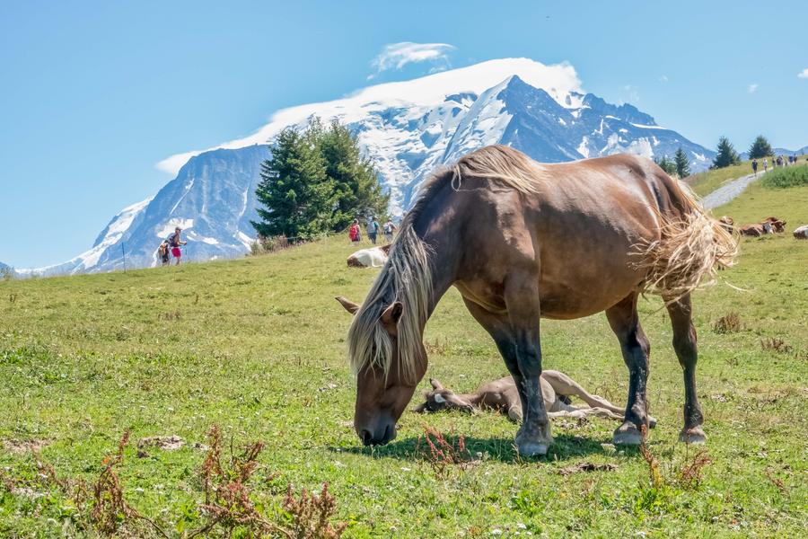 Crête du Mont d'Arbois