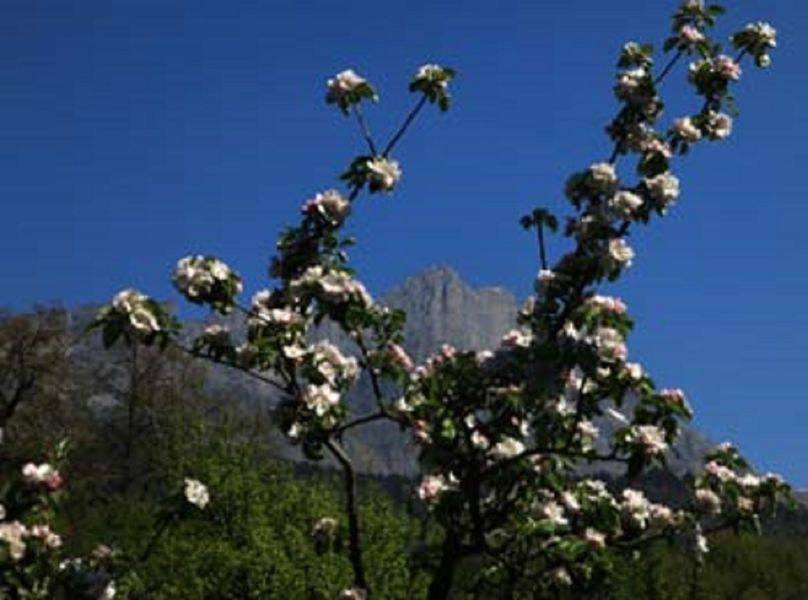 Tête de la Fontaine