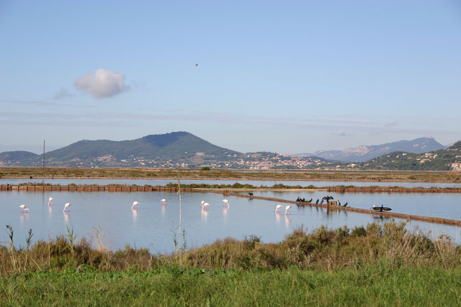 Grands cormorans et flamants roses sur les salins des Pesquiers