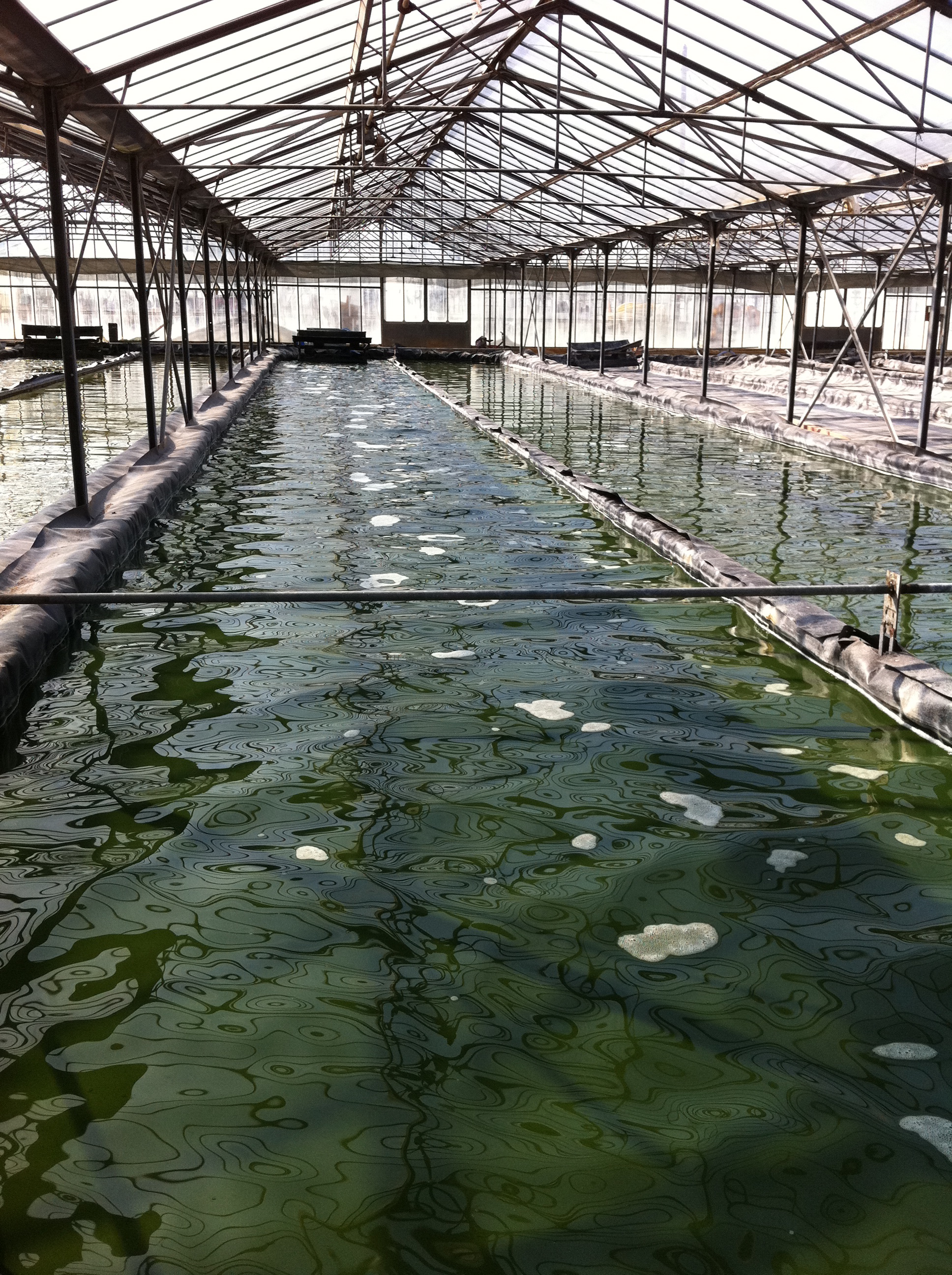 Spiruline des Îles d'or