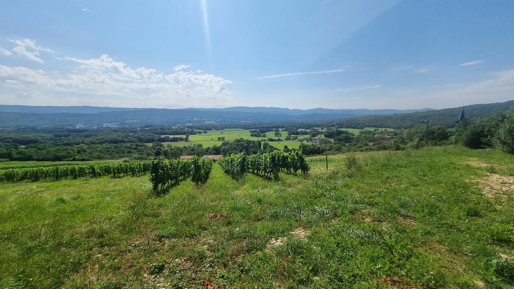 Belvédère du Mont de Rignat - Vignes de Journans et Rignat_Journans