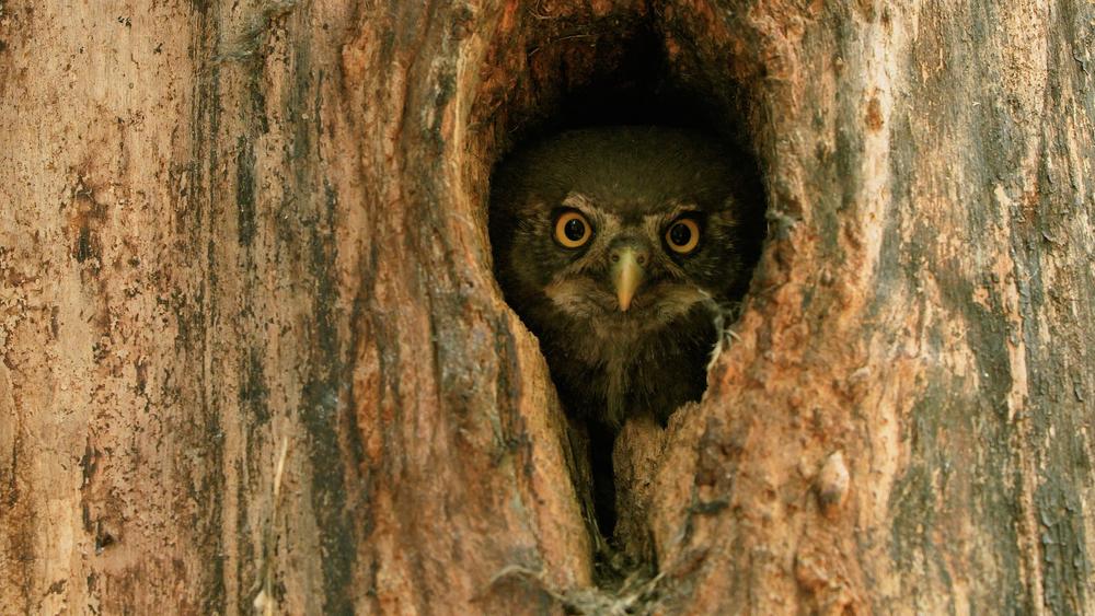 Mois du film documentaire : Animal, entre ciel et terre