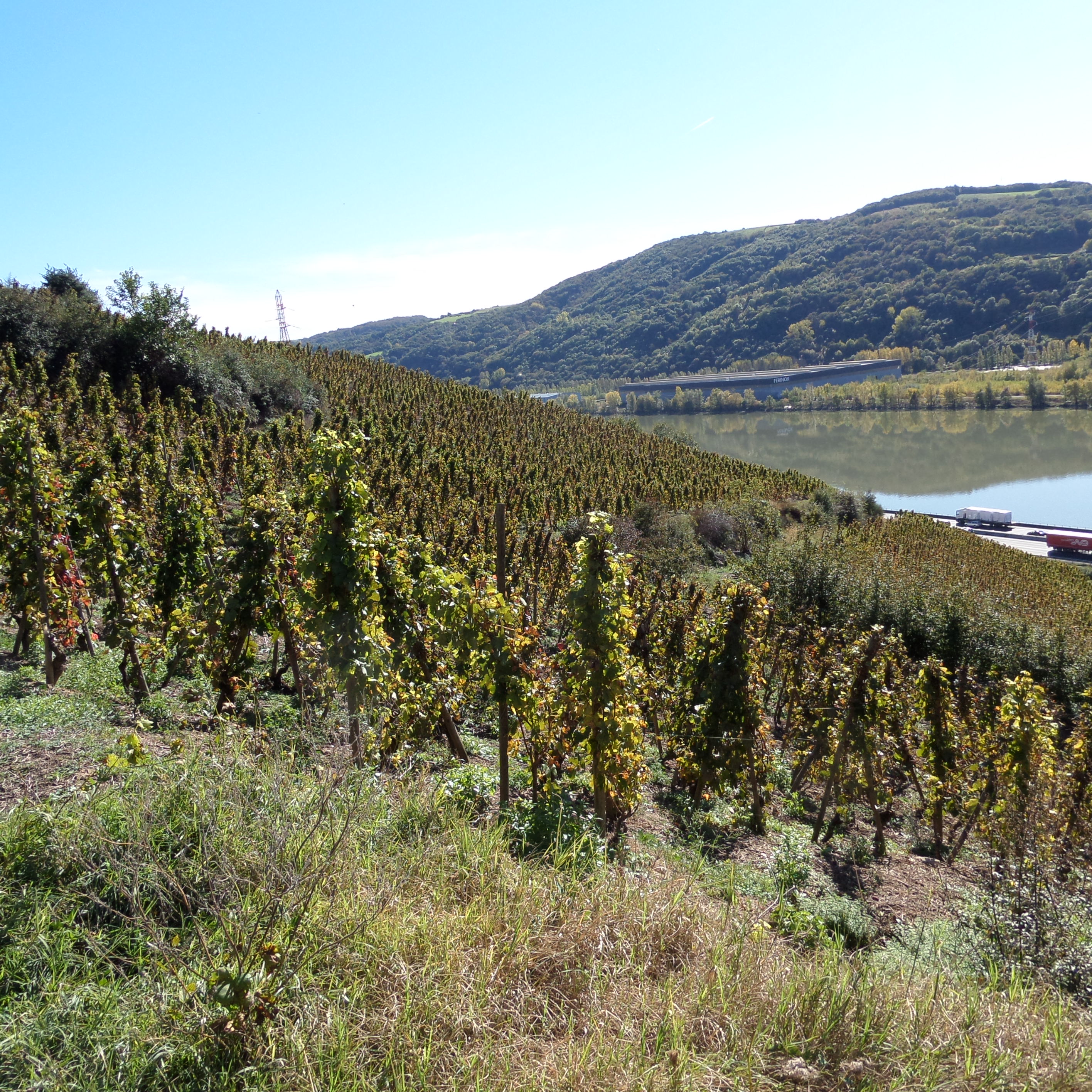 Rando Wine au Domaine Anthony Paret