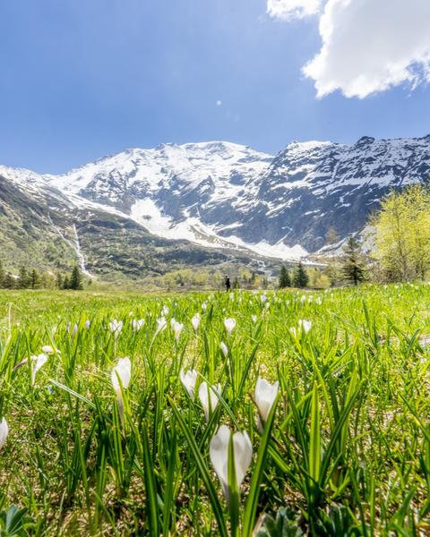 Rando Conférence : Histoire et Patrimoine du Vallon de Miage - Festival de Film Nature_Saint-Gervais-les-Bains