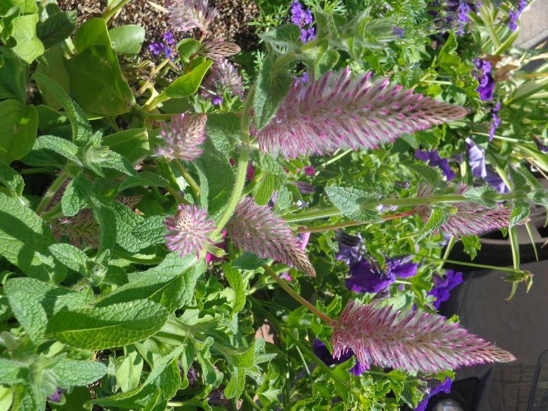 Fleurissement Vonnas