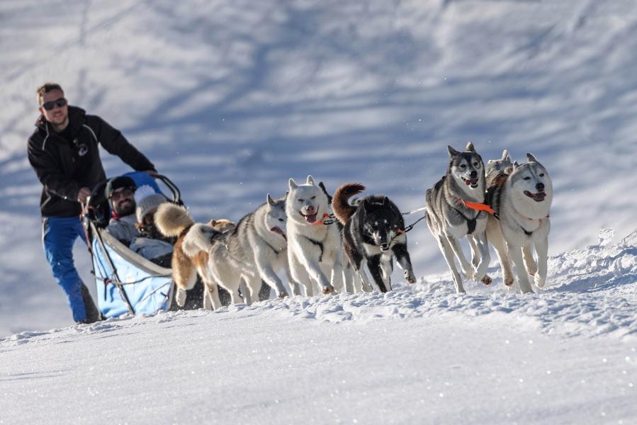 Chalet des Sibériens - Balade 1/2 journée chiens de traineaux (hiver)