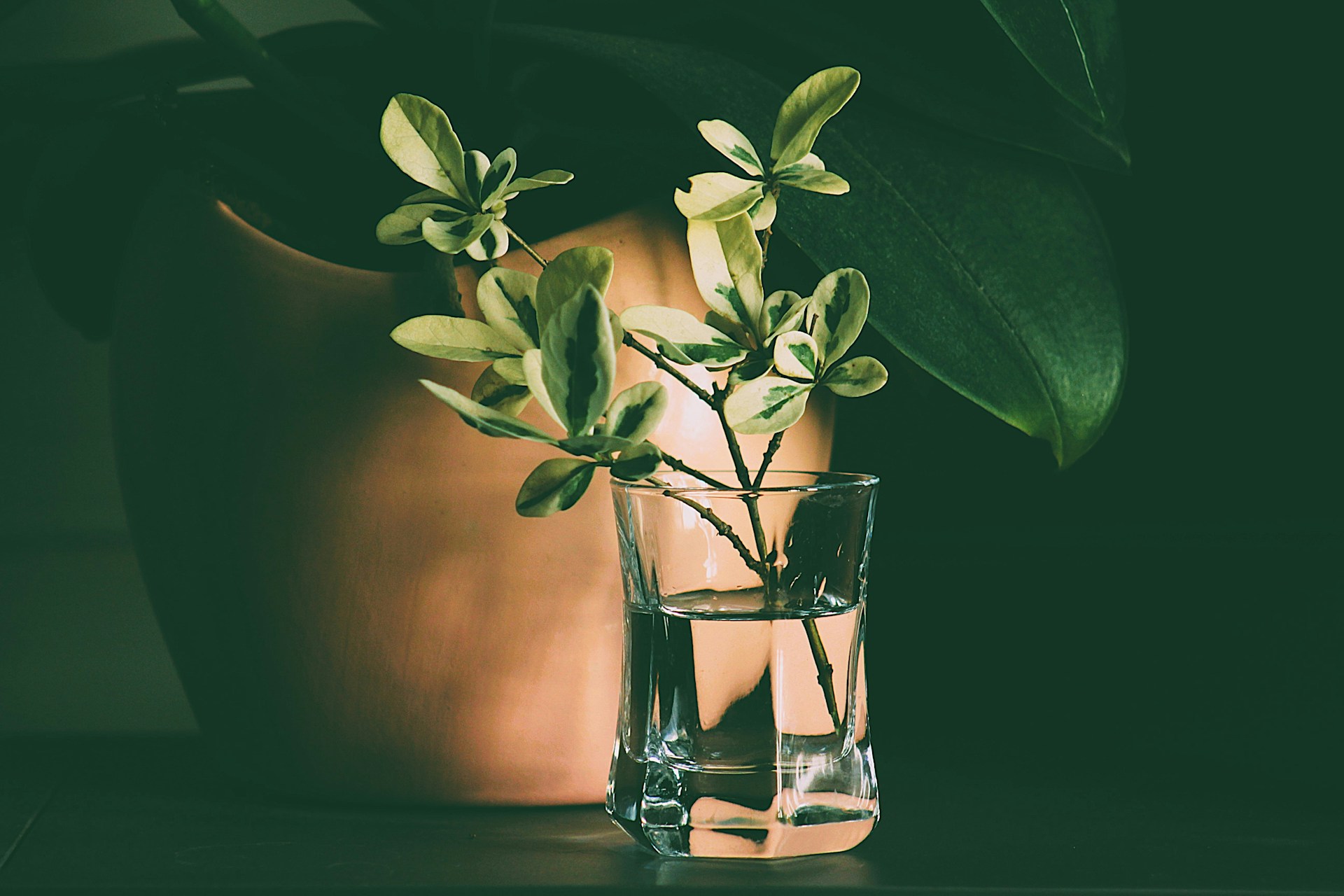 Troc de boutures_Annonay