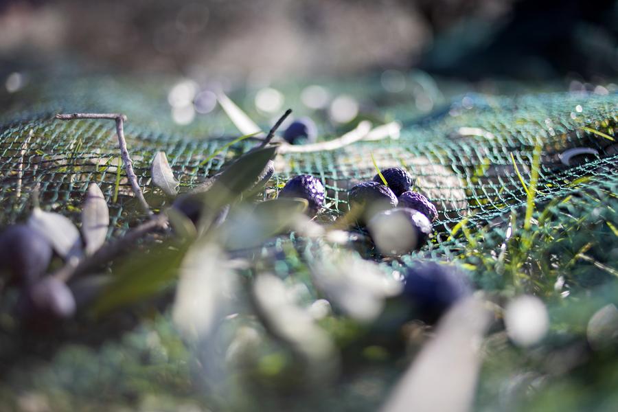 Les balades curieuses