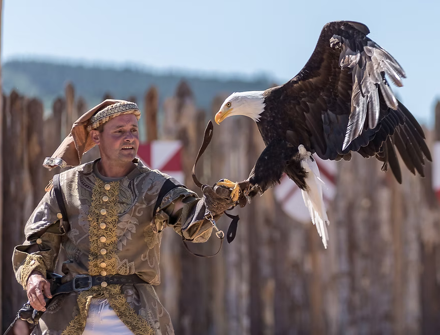 Démonstration de rapaces en vol libre
