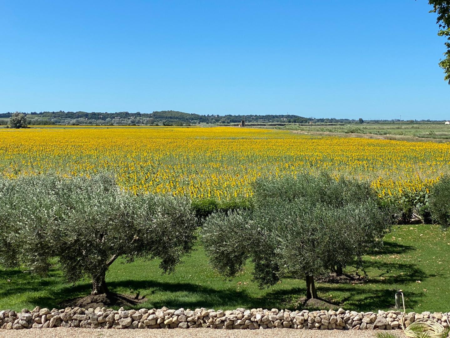Lavande, Fontvieille - photo 24
