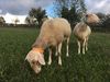 Ferme de la Passiflore - Rocles Moutons Ⓒ Ferme de la Passiflore - Rocles - 2019