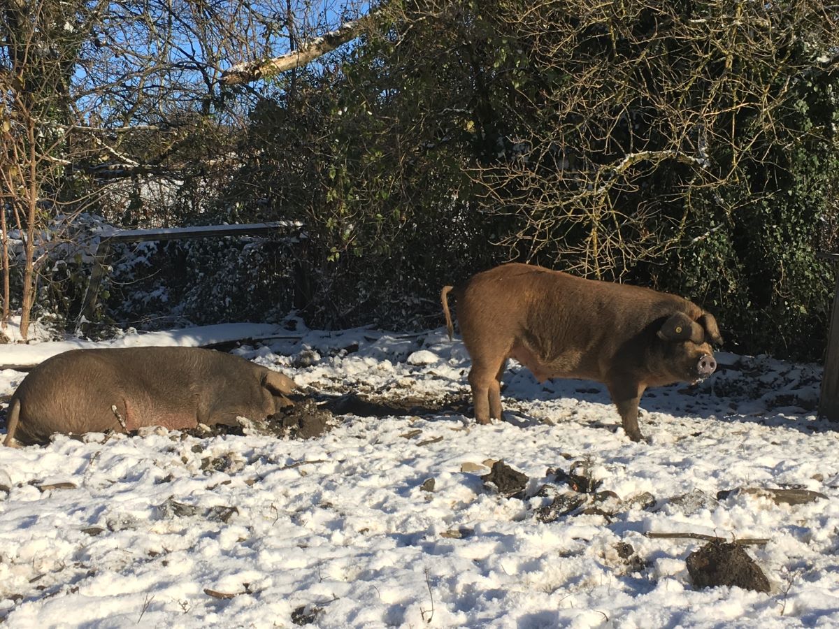 cochons dans la neige