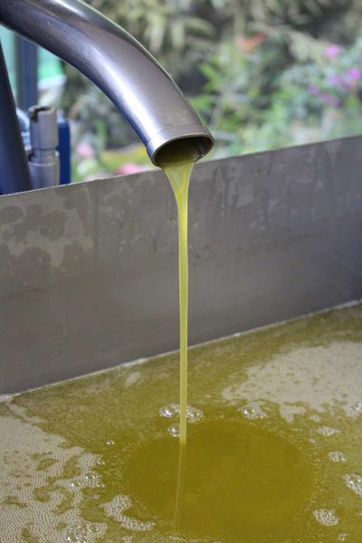 Domaine de l'Olivette | Domaine de l'Olivette Domaine de l'Olivette