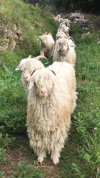 Mohair d'Ardèche Troupeau File