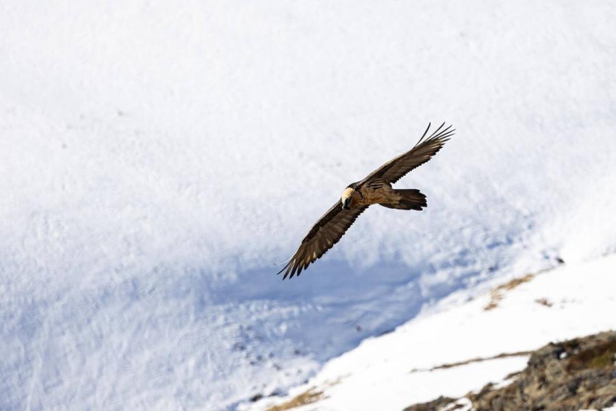 Rdv avec un garde-moniteur : le gypaète barbu du Valgaudemar