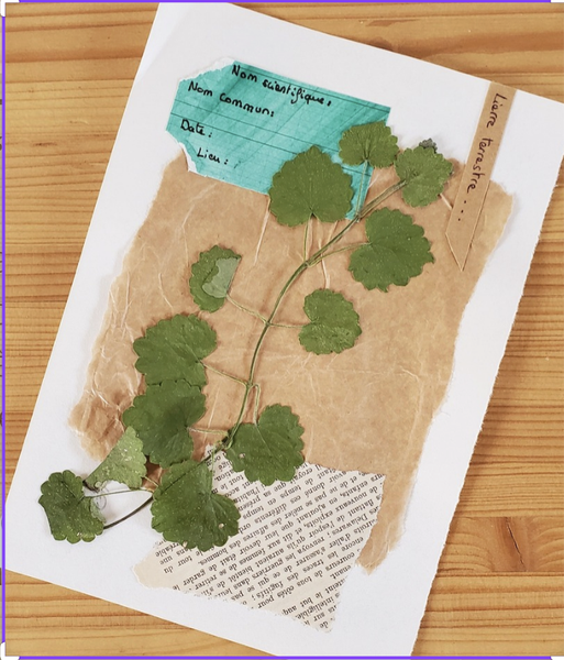 Atelier herbier_Aillon-le-Jeune