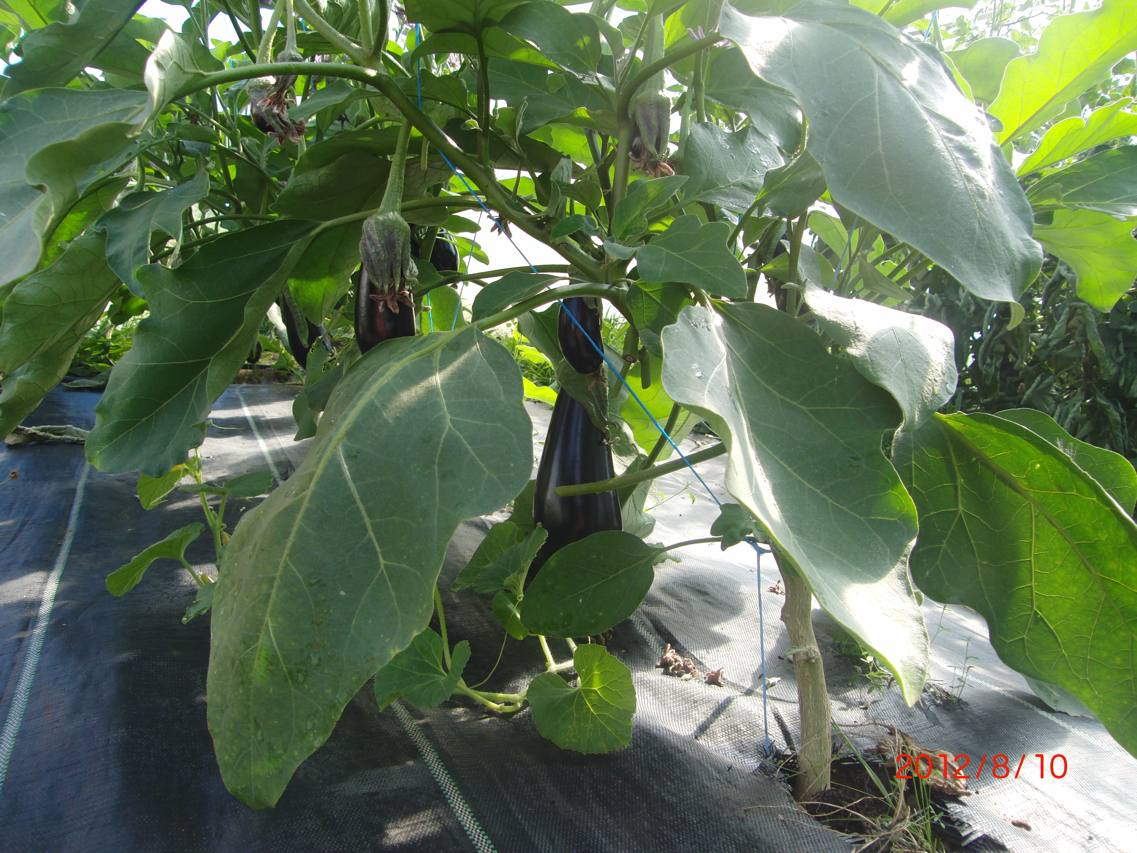 Plan d'aubergines