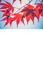 Sans titre Sans titre