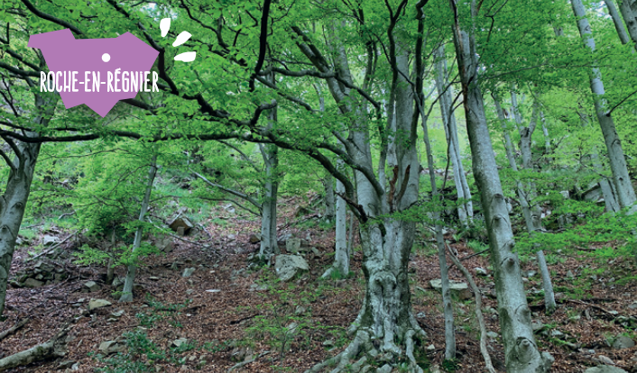 Sortie Nature : Contes et forêt, histoire de coopérations