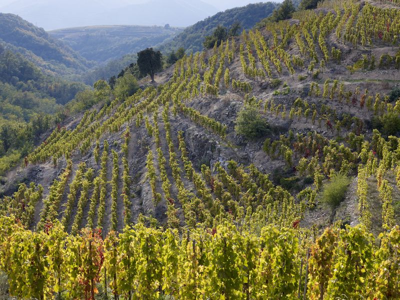 Vignoble du Crozes Hermitage