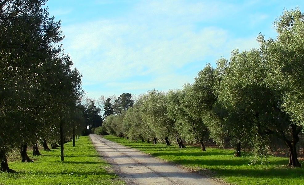 Allée des oliviers au Château Gairoird