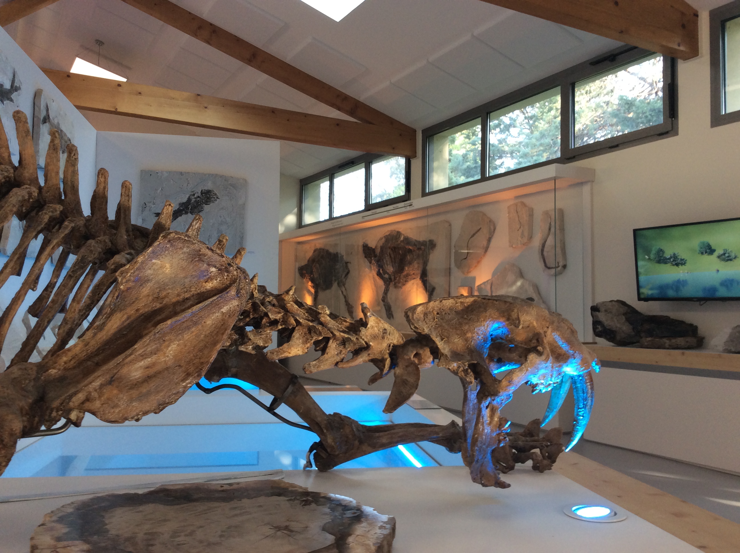 Toeristische sites : Muséum de l'Ardèche : fossilien en dinosaurussen