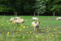 La Ferme du Marais