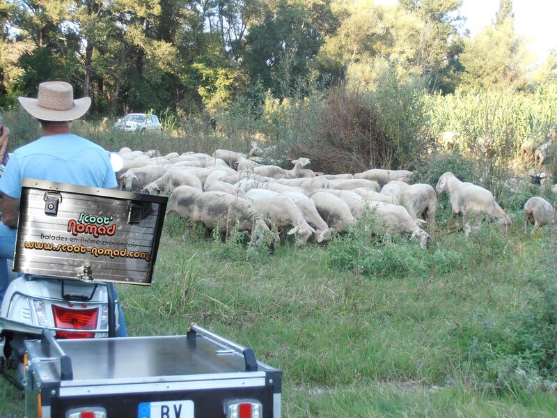 scoot nomad balade en famille de ferme en ferme à scooter