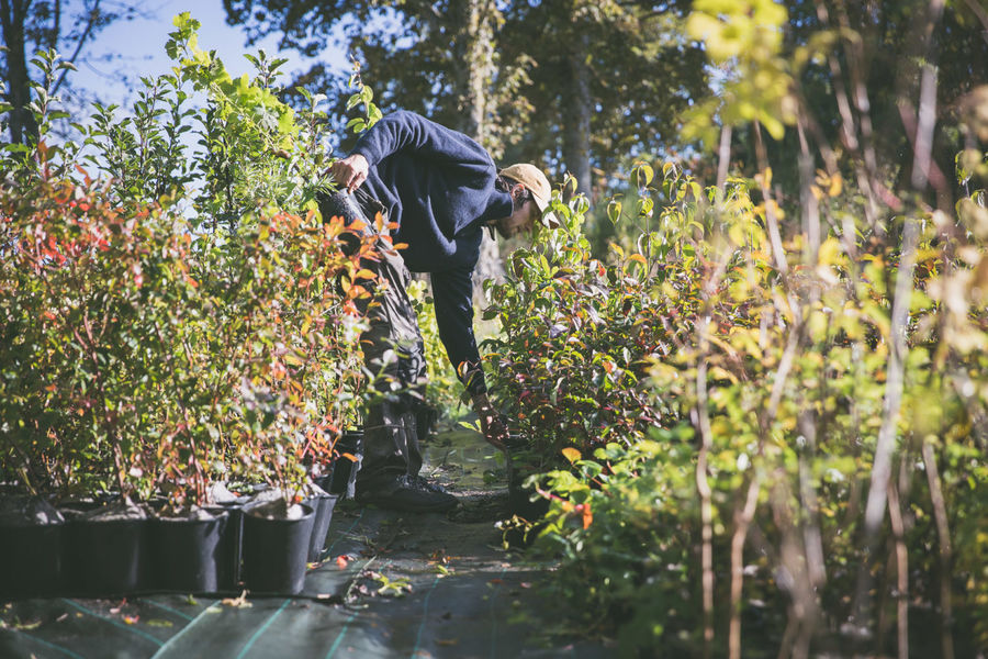 Alti Pep - pépinière d'altitude bio en permaculture