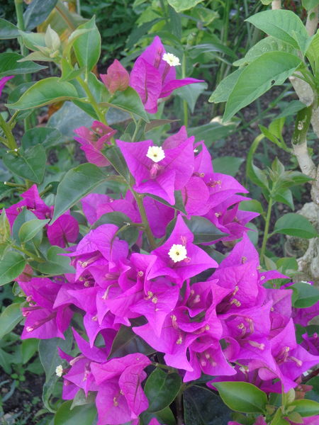 Fleurissement Vonnas