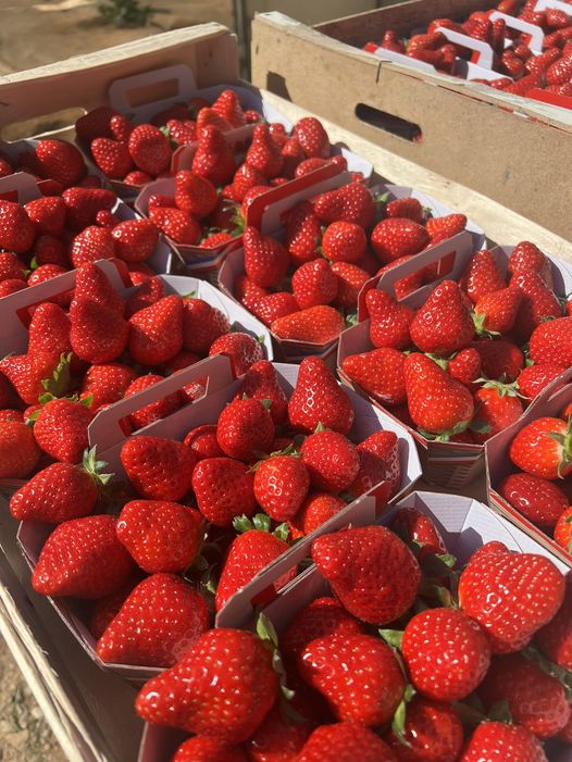 Marché des producteurs de Saint-Martin-de-Crau - photo 3