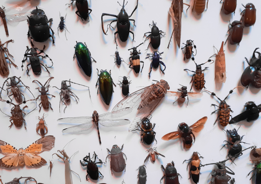 Fête de la science 2026 : Insectes au microscope