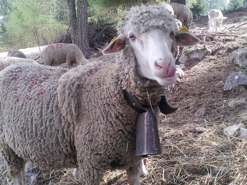 Ferme Flouka, producteur de laine dans Le Dévoluy, Hautes-Alpes - © Ferme Flouka