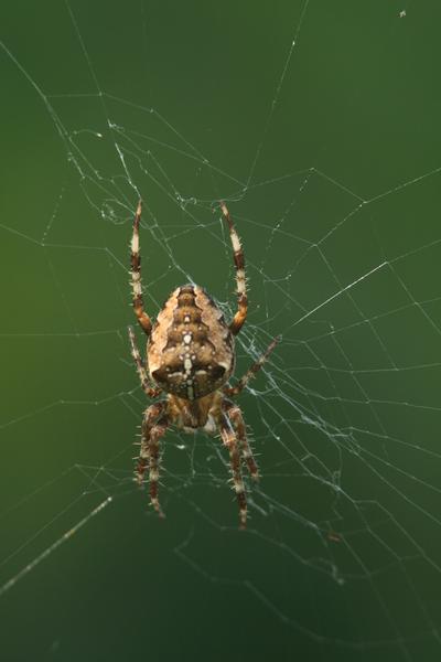 Animation nature sur les ENS : à la découverte des araignées, animaux fascinants et méconnus_Optevoz-Balcons du Dauphiné