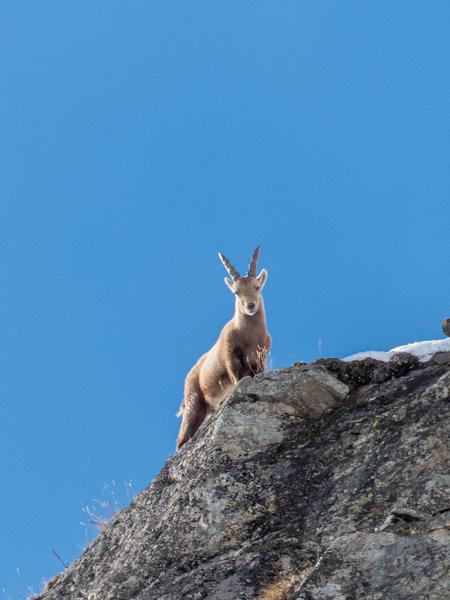 Reconnaitre les traces d'animaux à Bessans