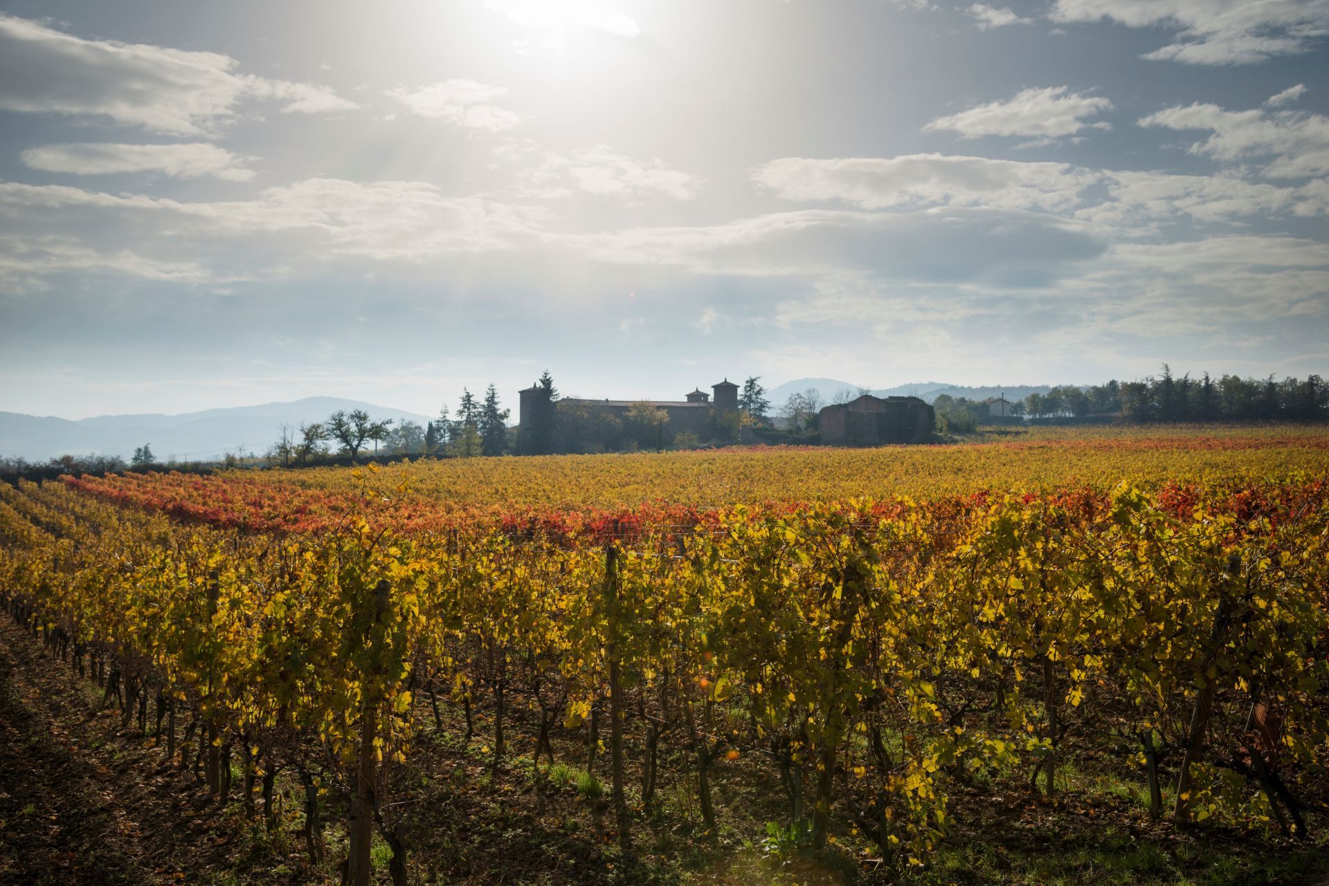 Domaine Barou_Charnas