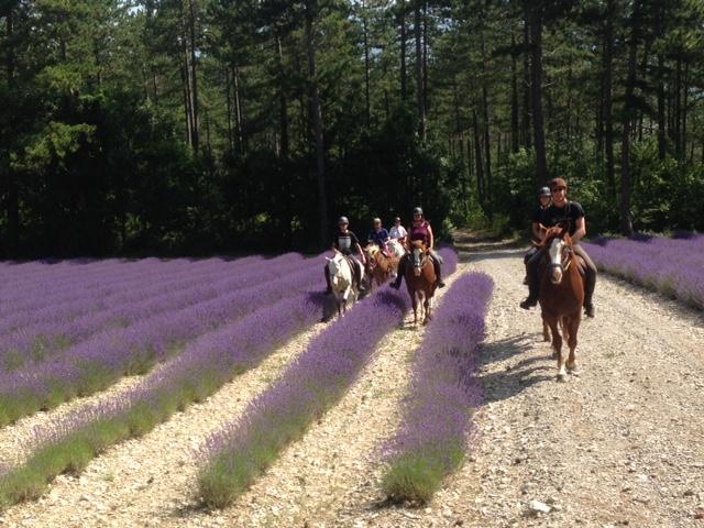 Rando à cheval dans les lavandes