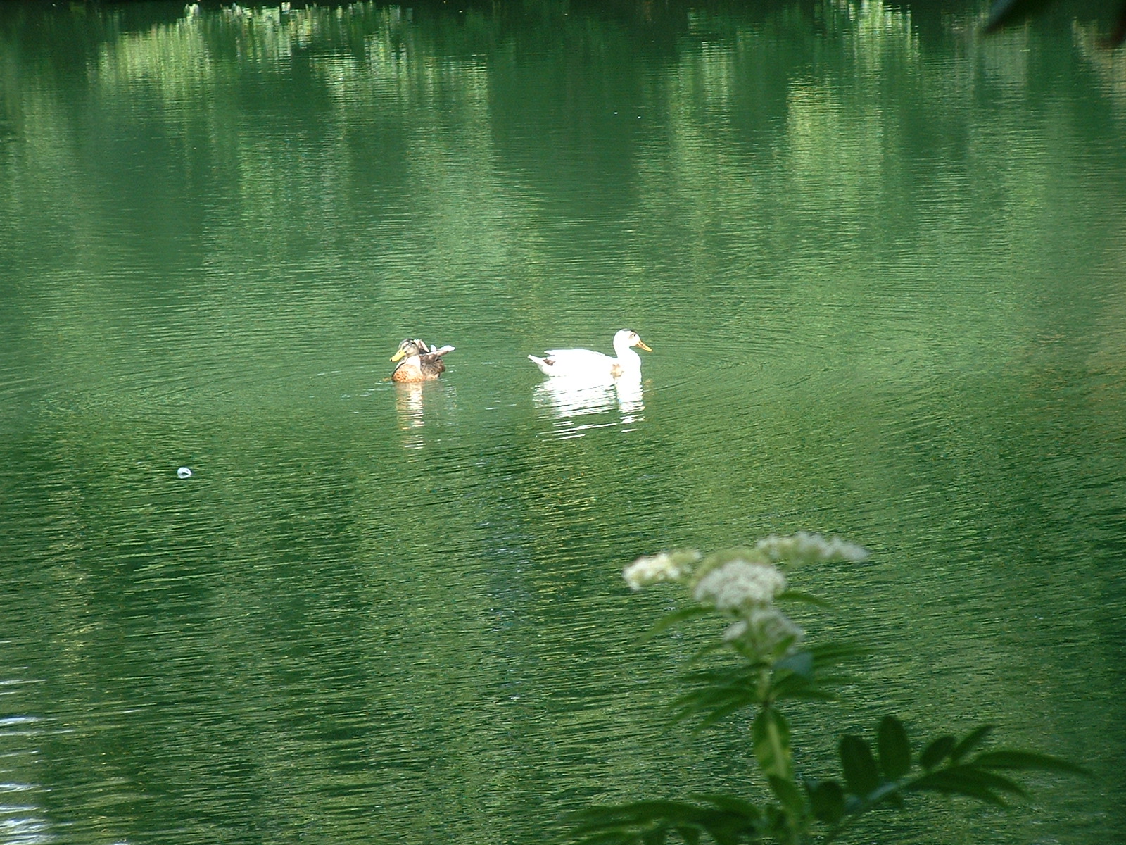 Observatoire Ornithologique de Foucherie aux Lacs de Haute Charente