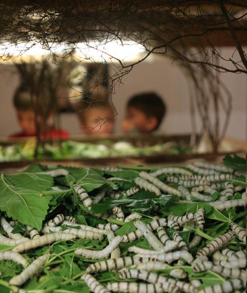 Visite des élevages vivants de vers à soie