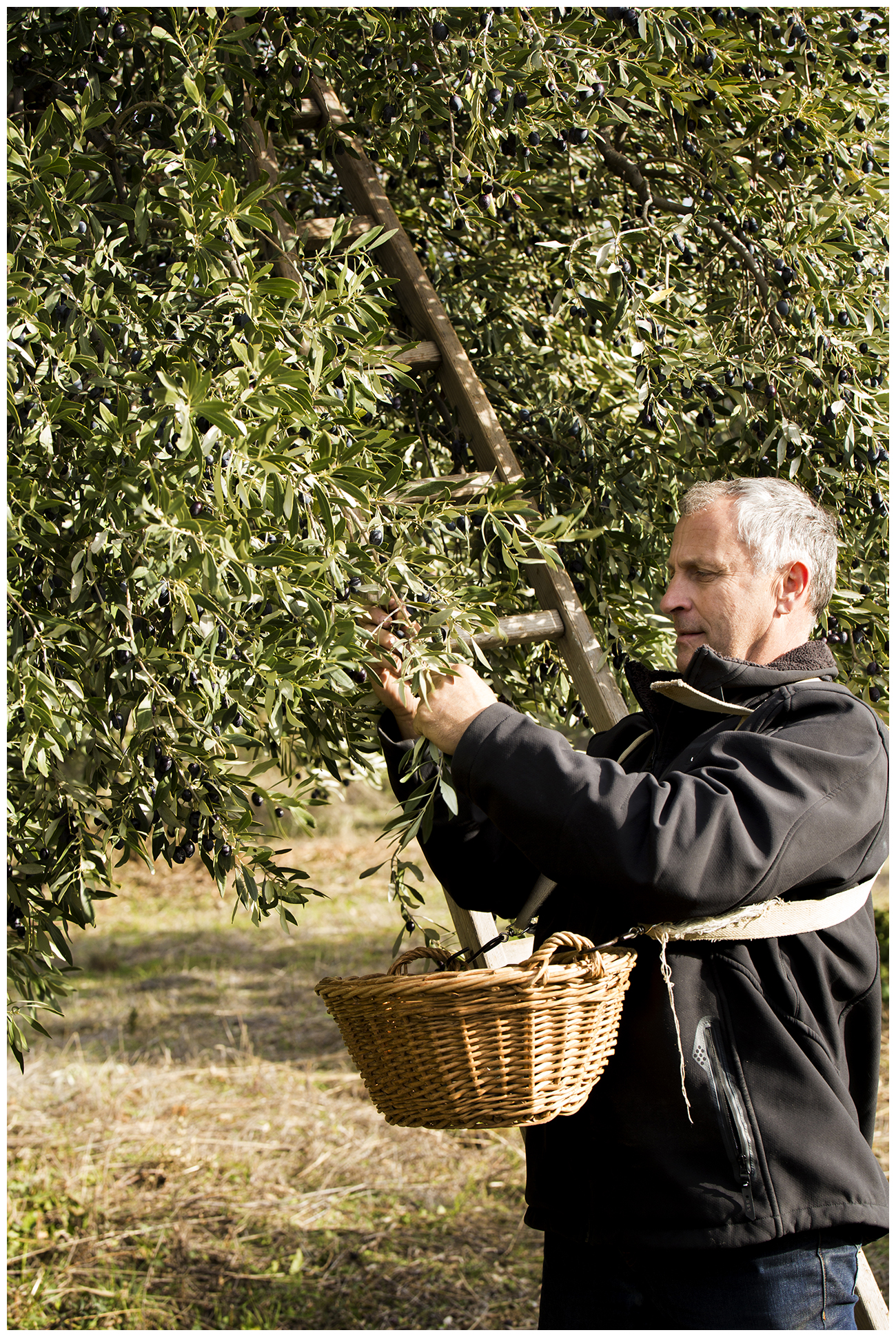 Récolte des olives - Domaine Piallat