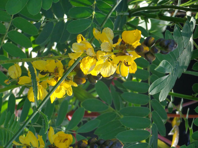 Fleurissement Vonnas