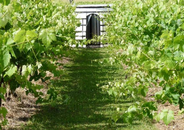 Parc à Thème - Cep Enchanté