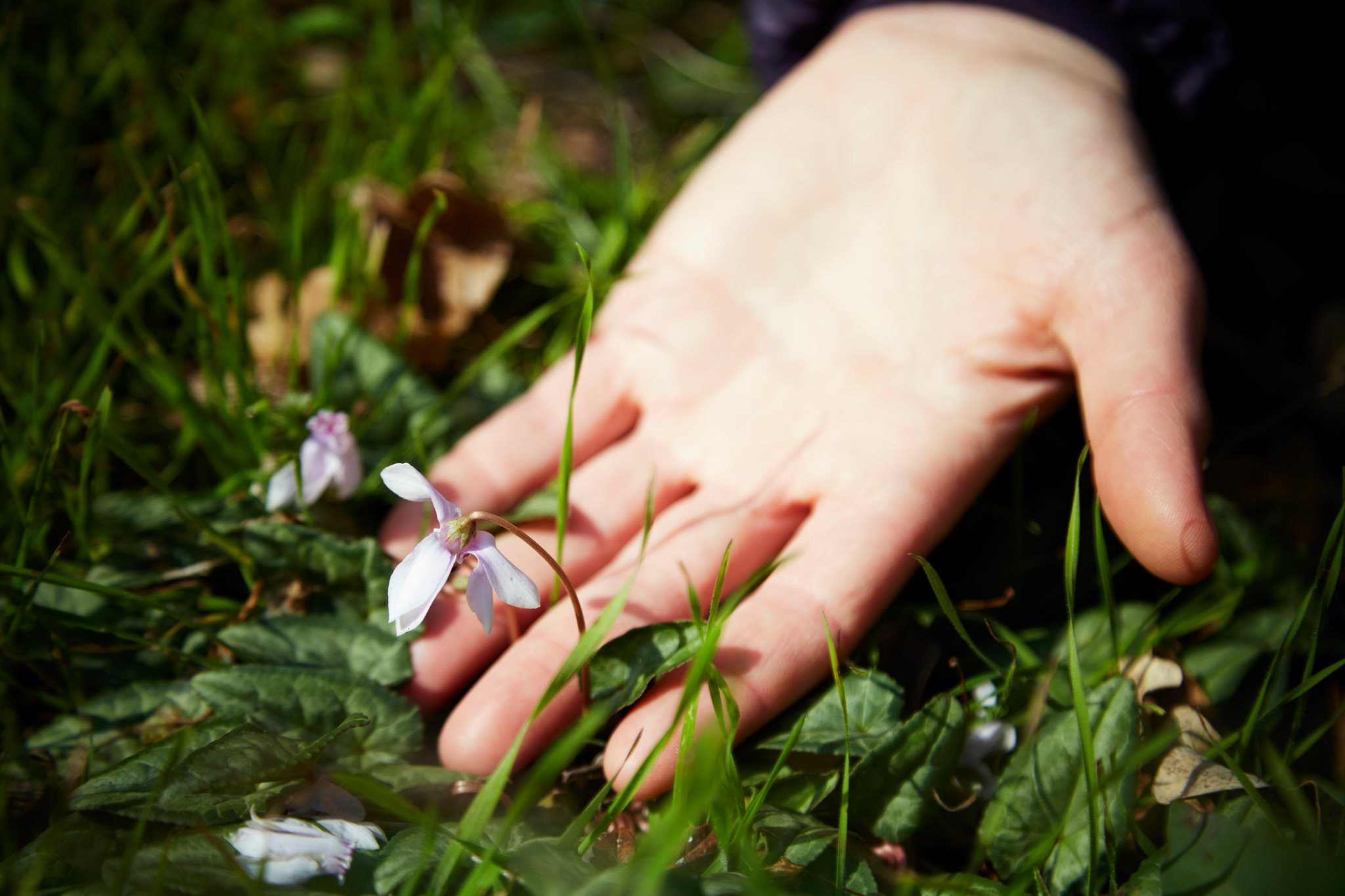 Formation Plantes sauvages comestibles et médicinales